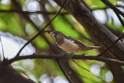 Low angle view of bird perching on branch