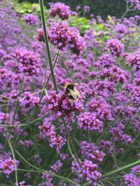 Close-up of bee on flowers