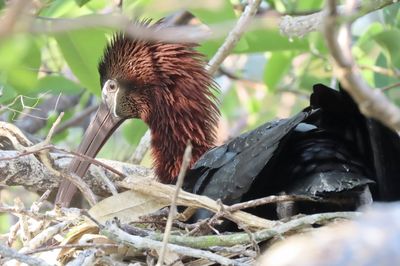 Closeup of a bird on a nest