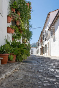 Potted plants in town