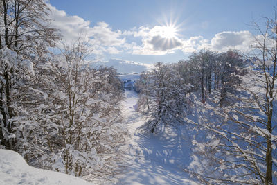 Snow covered trees against sky