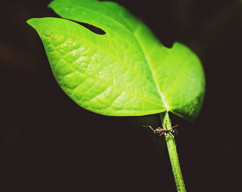 leaf, green color, close-up, leaf vein, one animal, animal themes, studio shot, green, black background, wildlife, nature, insect, plant, night, animals in the wild, growth, stem, focus on foreground, beauty in nature, no people