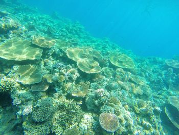 Close-up of jellyfish swimming in sea