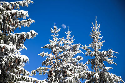 Low angle view of snow covered trees against blue sky