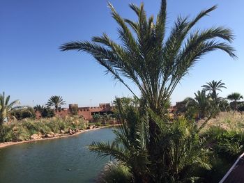 Palm trees against blue sky