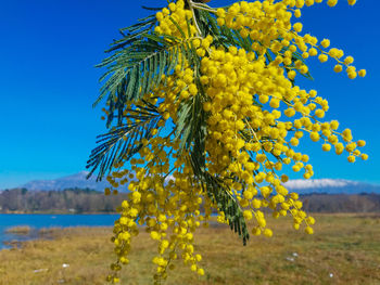 Close-up of yellow flowers growing on field against clear blue sky