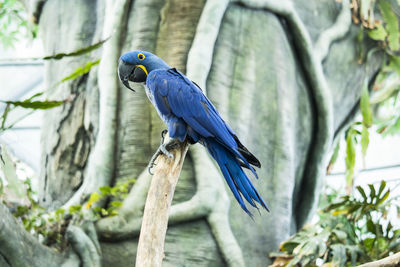 Close-up of parrot perching on branch