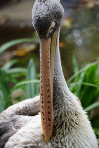 Close-up of pelican showing length of beak