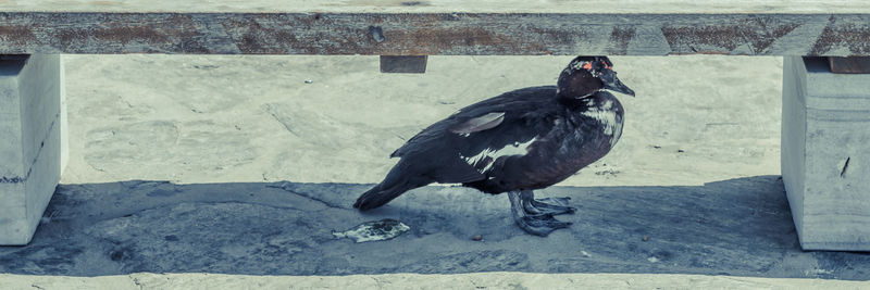 Close-up of bird perching outdoors