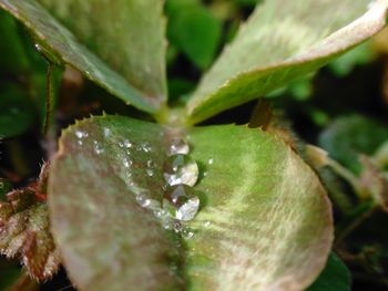 Close-up of wet plant