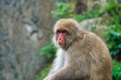 Close-up of monkey looking away