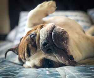 Close-up of a dog resting on bed at home