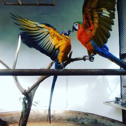 Close-up of parrot perching on pole against sky