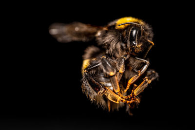 Close-up of spider against black background