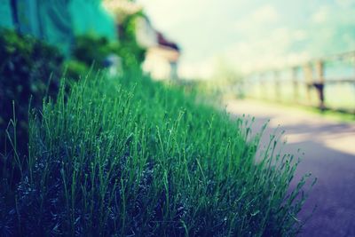 Close-up of grass