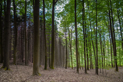 Trees growing in forest