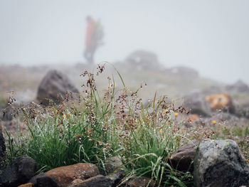 Close-up of plants growing on field