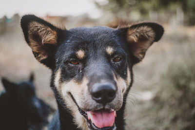 Close-up portrait of dog sticking out tongue outdoors