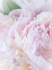 Close-up of pink roses