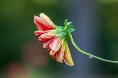 Close-up of flower blooming outdoors