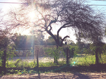 Trees on field against sky