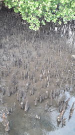 High angle view of ducks in water