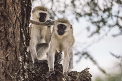 Low angle view of monkey on tree