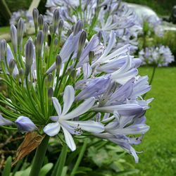 Close-up of white flowers