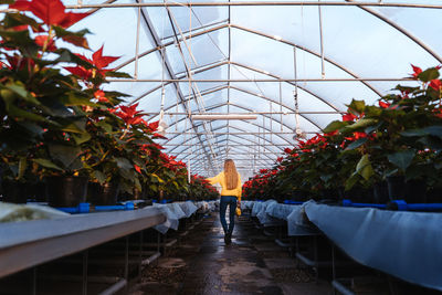 Rear view of woman walking amidst plants in greenhouse