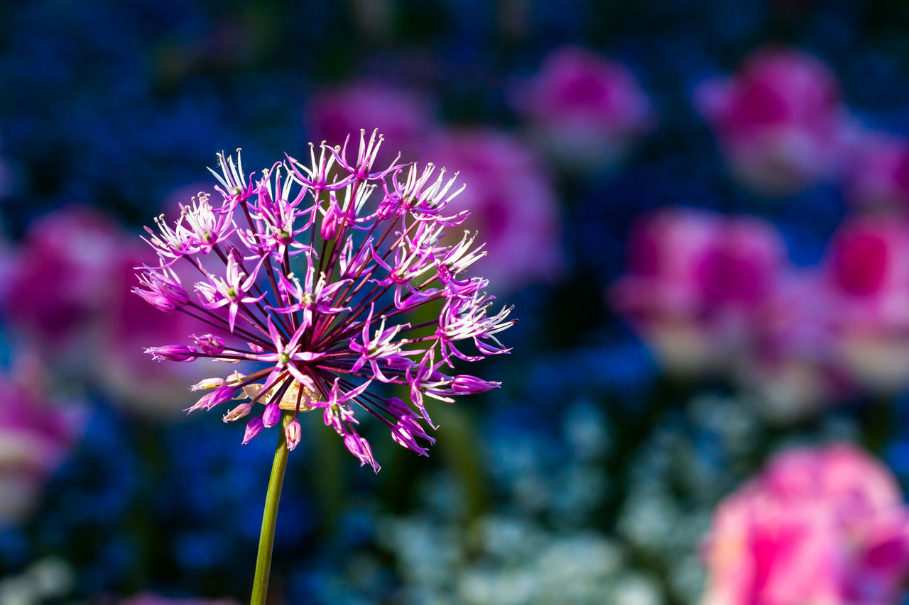 CLOSE-UP OF FLOWER PLANT