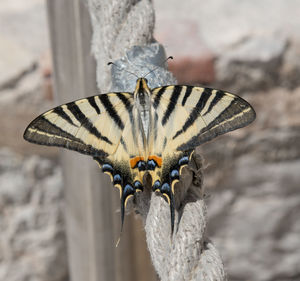 Close-up of butterfly on flower