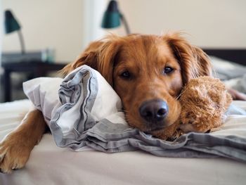 Portrait of dog relaxing on bed at home