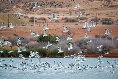 Flock of seagulls flying over lake