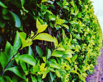 Close-up of green leaves