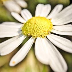 Close-up of white daisy blooming outdoors