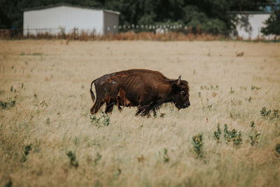 Bison walking on field