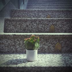 Close-up of potted plants