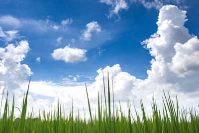 Low angle view of grass on field against sky