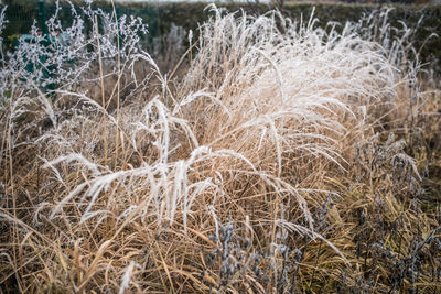 Close-up of crops on field during winter