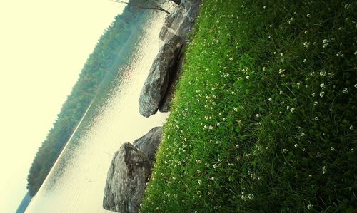 View of trees on grass