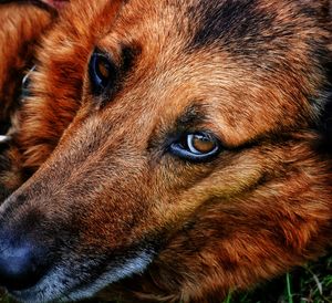 Close-up portrait of dog