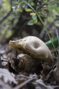 Close-up of mushroom on field