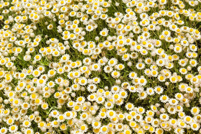 Full frame shot of yellow flowering plants on field