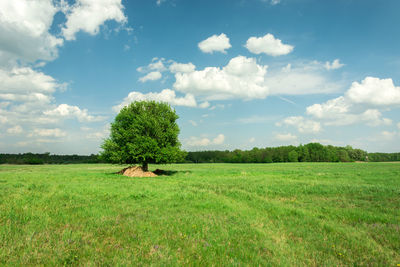 Single tree on a green meadow against blue sky