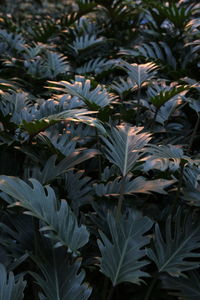 Close-up of plants