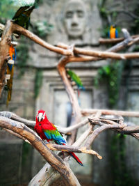 Close-up of parrot perching on branch