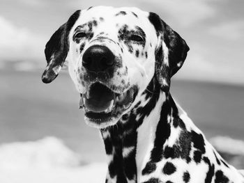 Close-up of dog