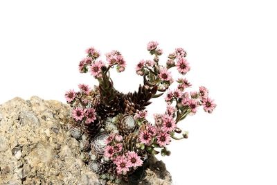 Close-up of pink flowering plant against white background