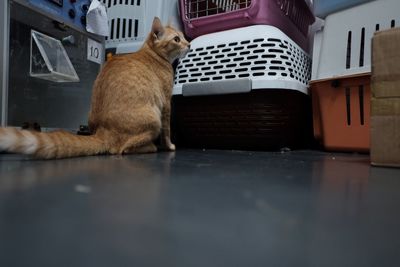 Cat sitting on table at home