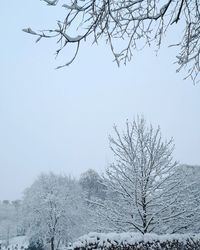 Low angle view of bare tree against clear sky